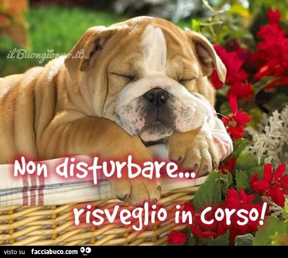 Non Disturbare Risveglio In Corso Facciabuco Com