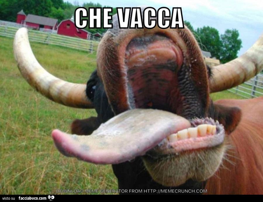 Vaccata