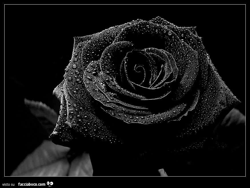Rosa nera con gocce d'acqua