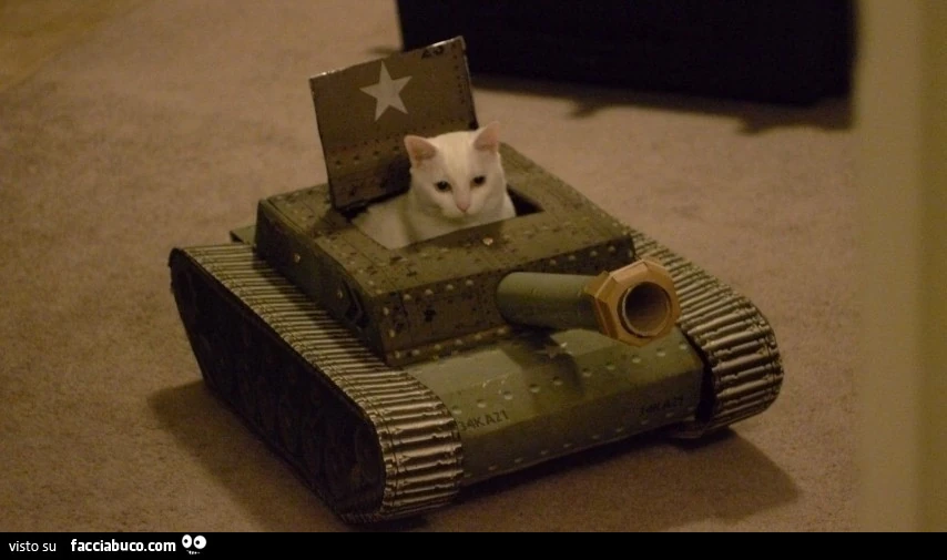 Gatto nel carro armato