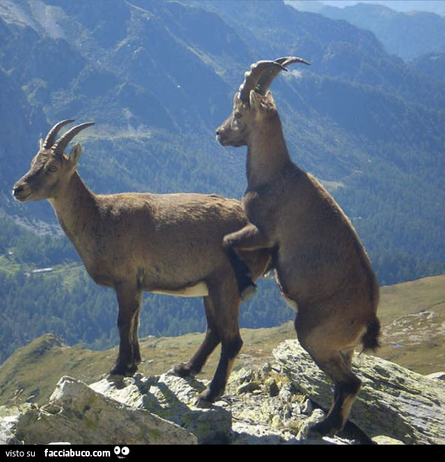 Stambecchi In Alta Montagna Facciabuco Com