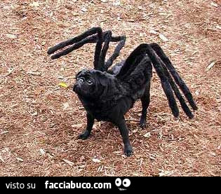 Cagnolino nero vestito da ragno per Halloween