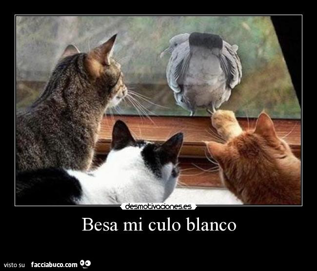 Besa mi culo blanco. Bacia il mio culo bianco