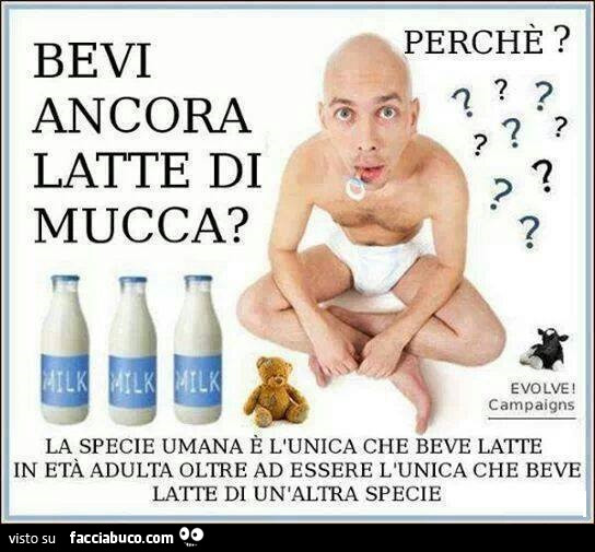 Bevi ancora latte di mucca? Perchè? La specie umana è l'unica che beve latte in età adulta oltre ad essere l'unica che beve latte di un'altra specie