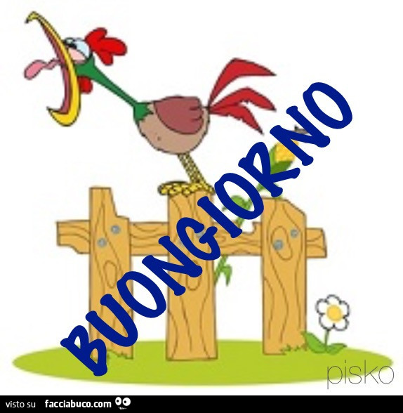 Gallo che urla. Buongiorno