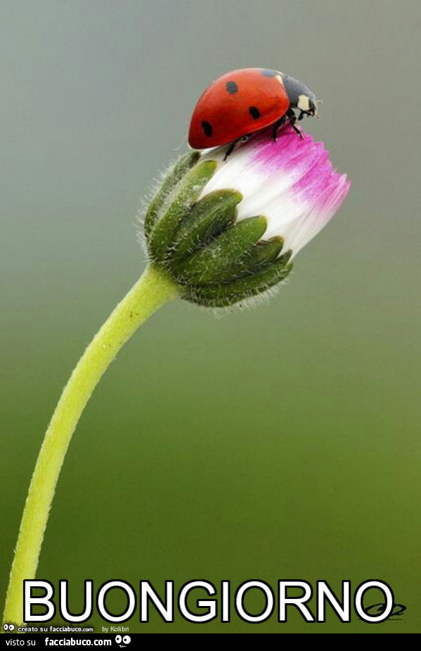 Coccinella sul fiore. Buongiorno