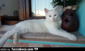 Vaccata