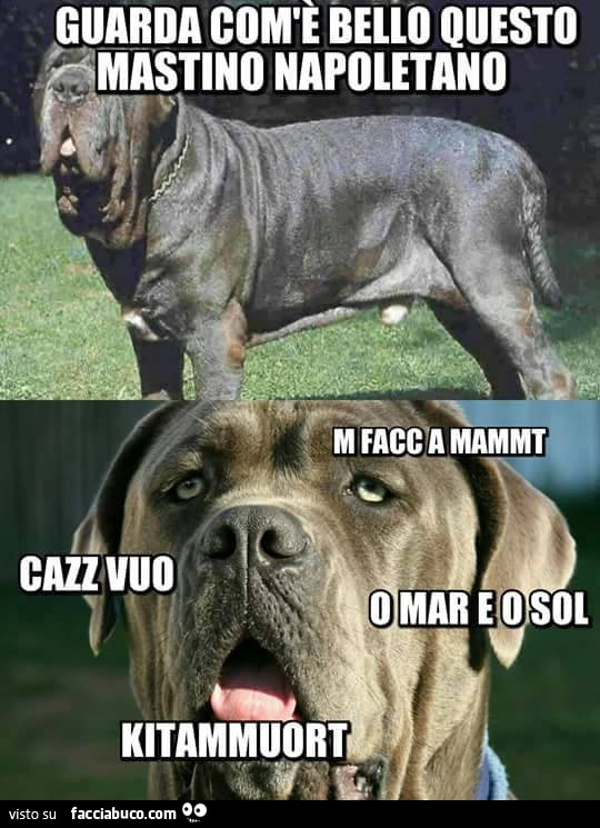 Guarda com è bello questo mastino napoletano m facc a mammt cazz vuo o mare e o sol kitammuort