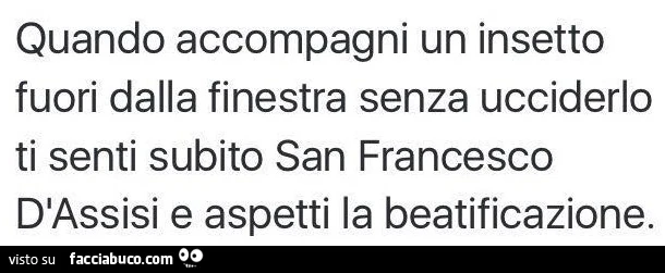 Quando accompagni un insetto fuori dalla finestra senza ucciderlo ti senti subito San Francesco D'Assisi e aspetti la beatificazione