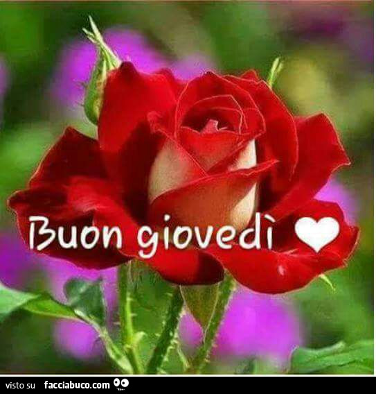 Rosa rossa. Buon Giovedì