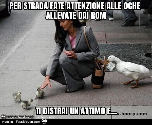 Per strada fate attenzione alle oche allevate dai rom ti distrai un attimo e