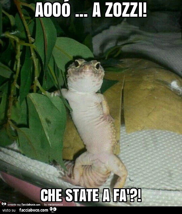 Vaccata