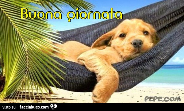 Cagnolino sull'amaca. Buona giornata