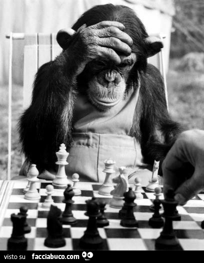 Scimmia che gioca a scacchi