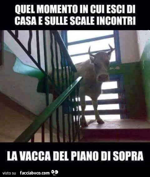 Quel momento in cui esci di casa e sulle scale incontri la vacca del piano di sopra