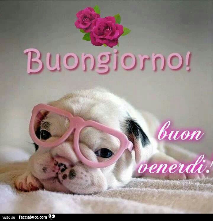 Cagnolino con gli occhiali rosa. Buongiorno. Buon Venerdì