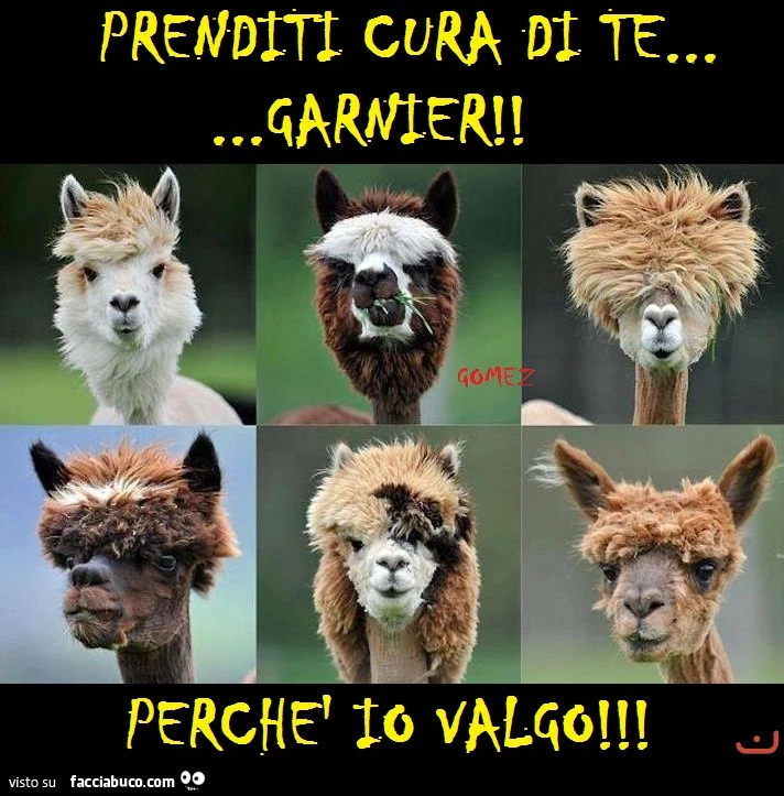 Vaccata