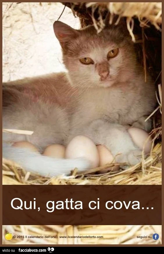 Vaccata