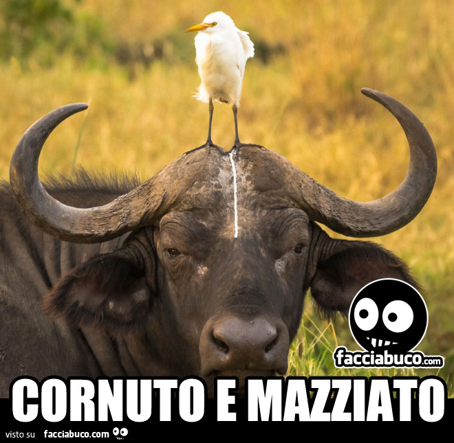 Risultati immagini per cornuto
